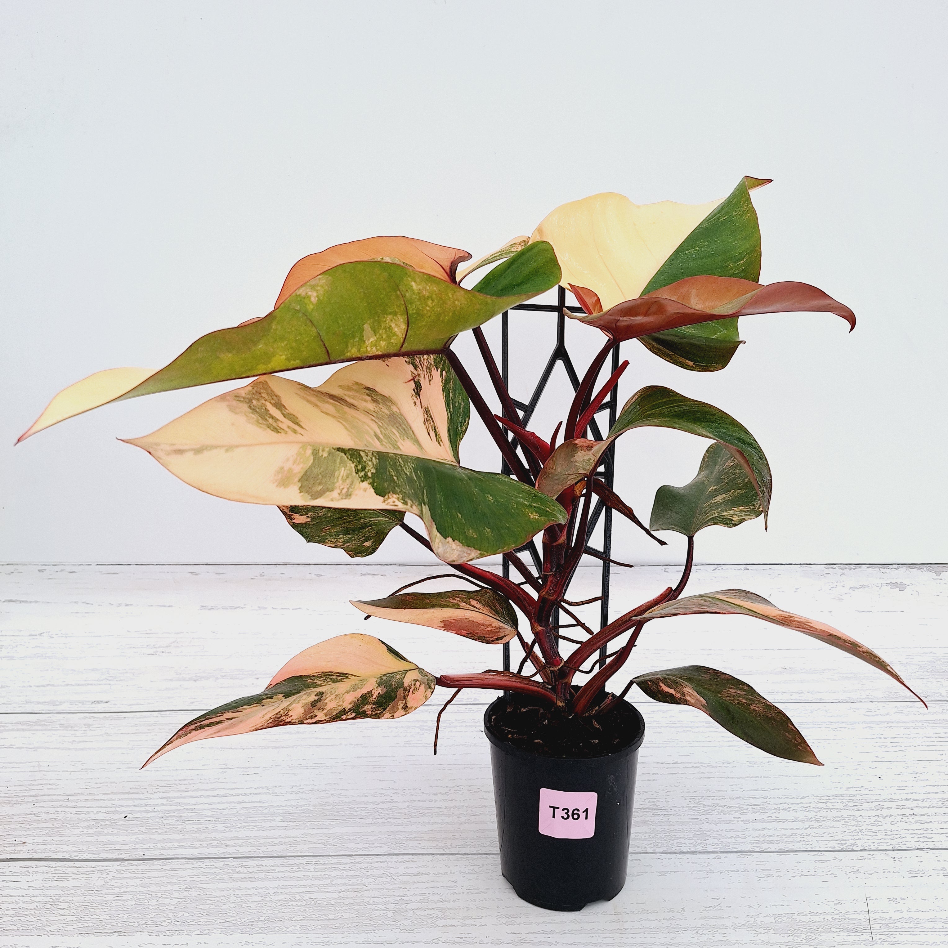 Philodendron erubescens Strawberry Shake