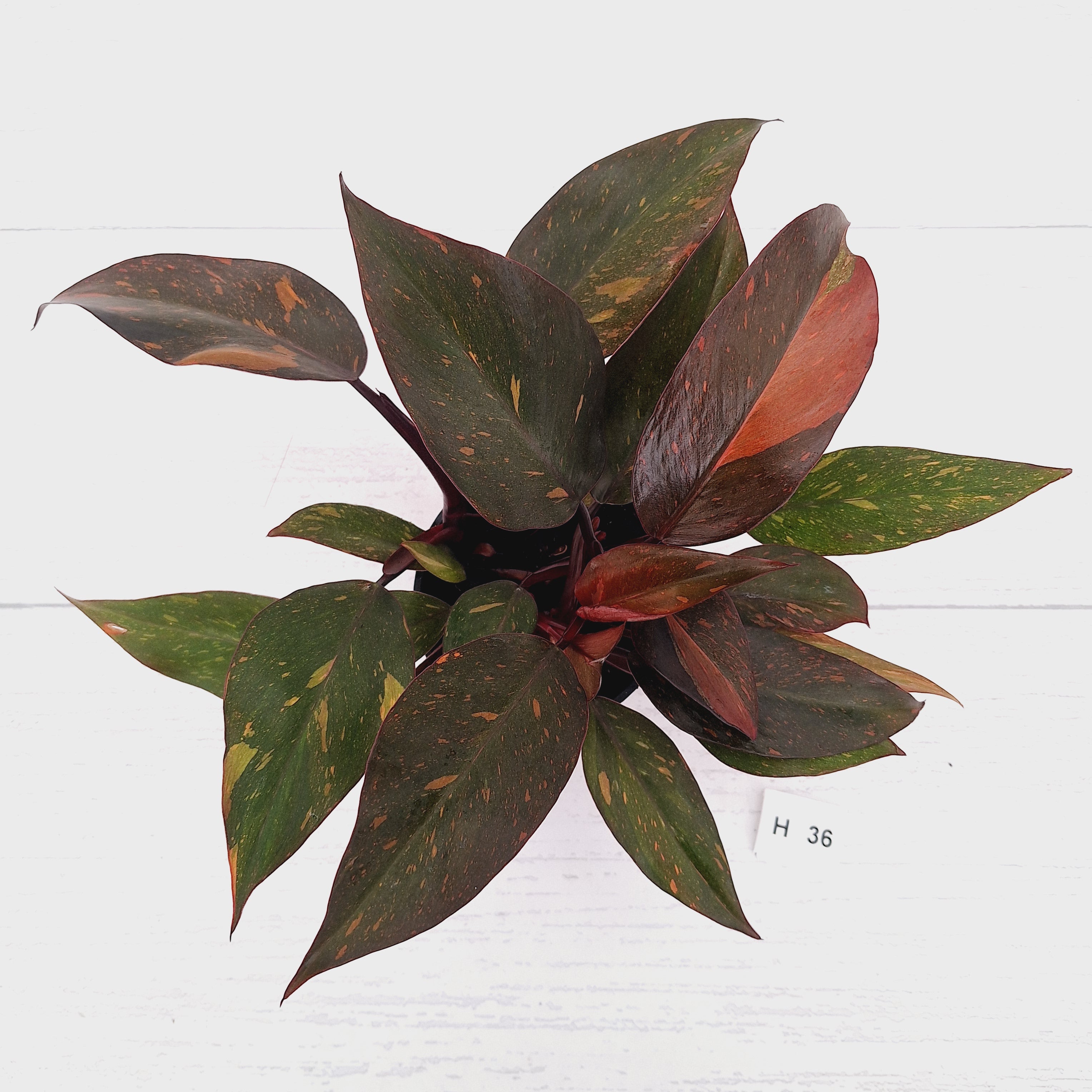 Philodendron 'Orange Princess' - FLASH SALE