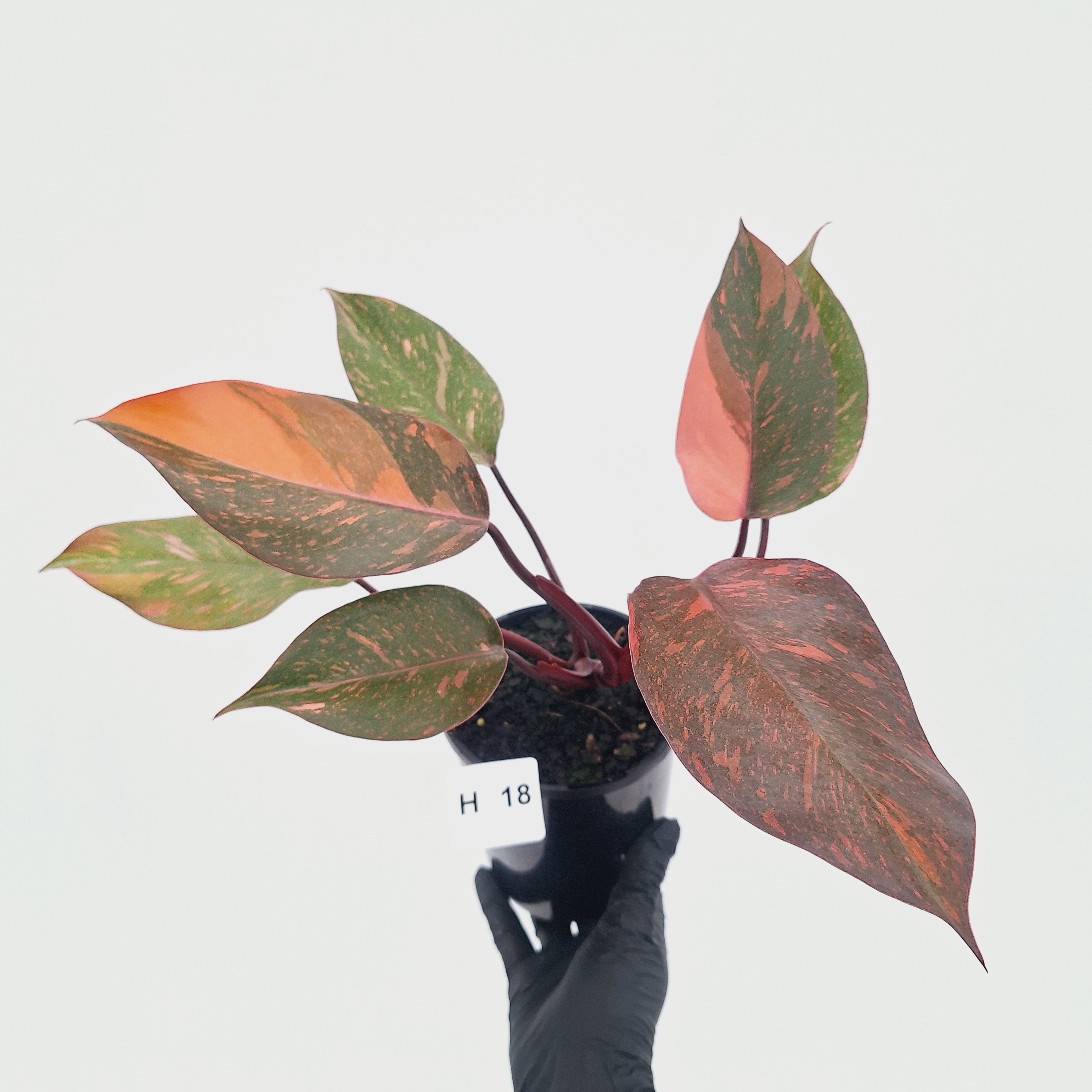 Philodendron 'Orange Princess' - FLASH SALE