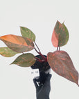 Philodendron 'Orange Princess' - FLASH SALE