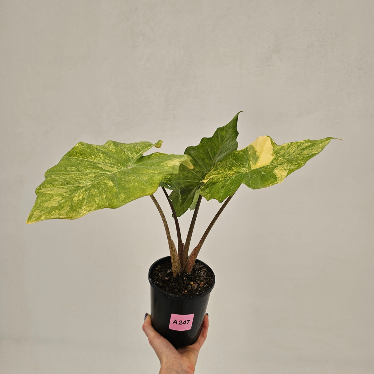 Alocasia Portora Variegata - SALE