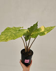 Alocasia Portora Variegata - SALE