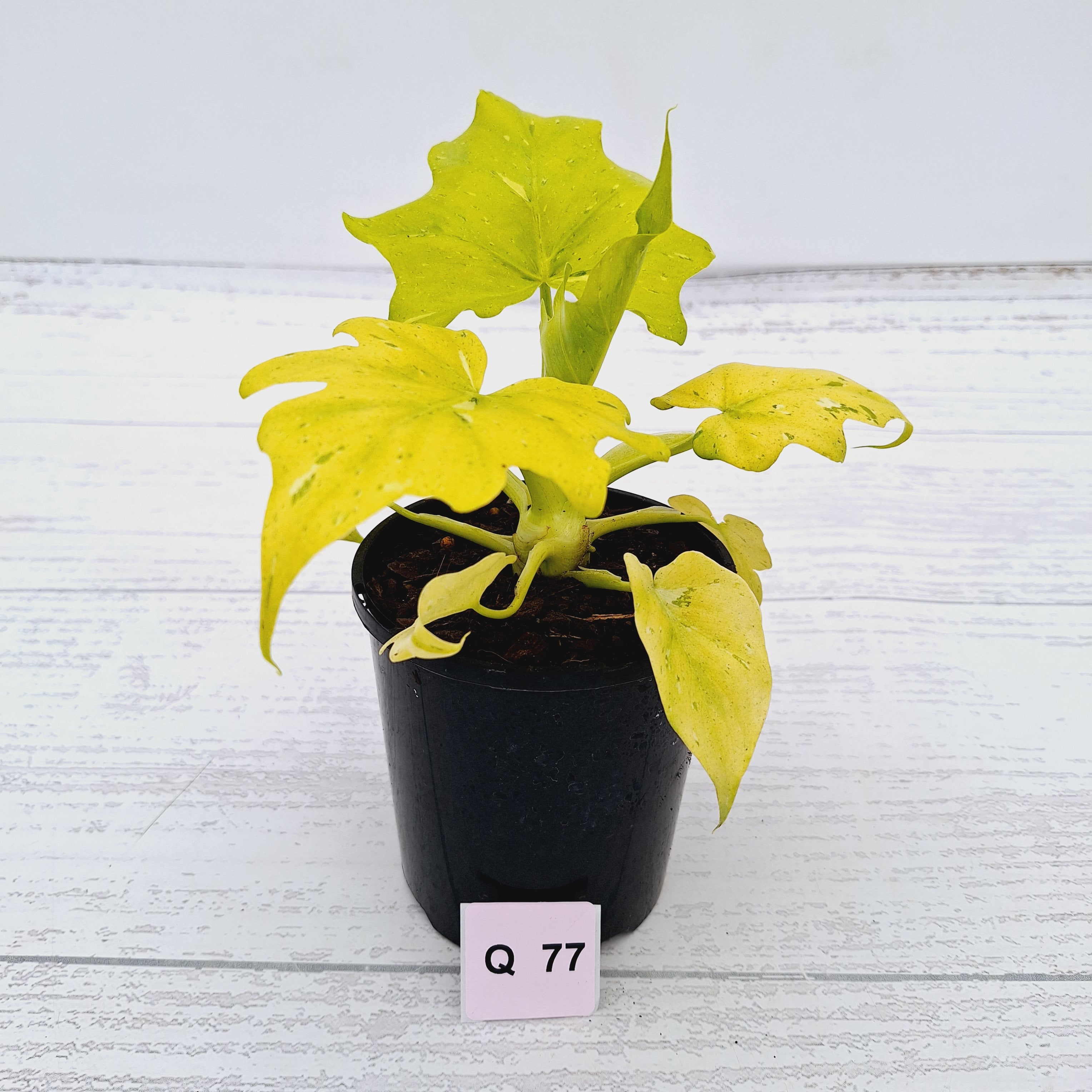 Philodendron warscewiczii Gold Variegata