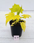 Philodendron warscewiczii Gold Variegata