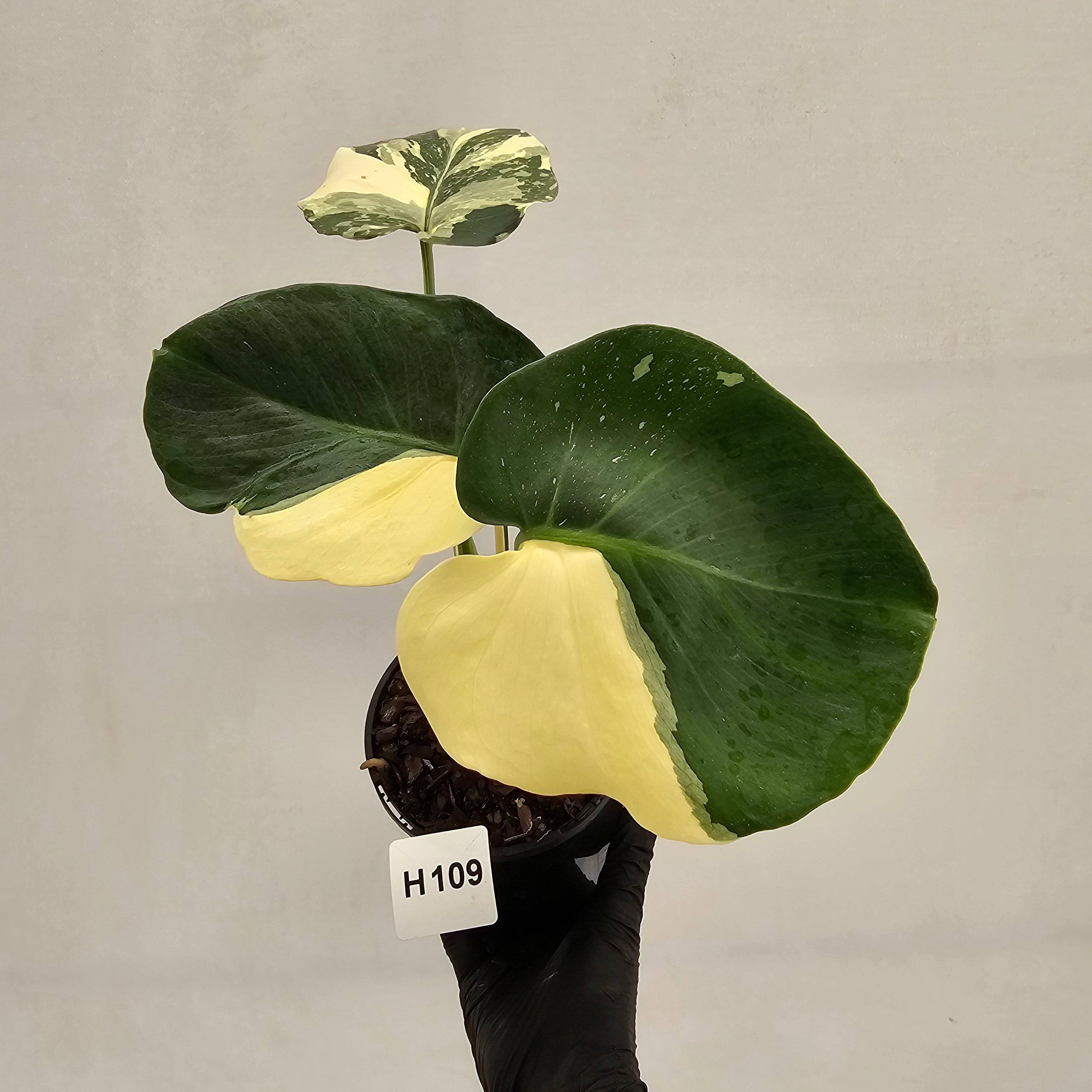 Monstera deliciosa Thai Constellation