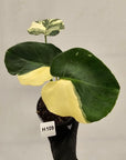 Monstera deliciosa Thai Constellation