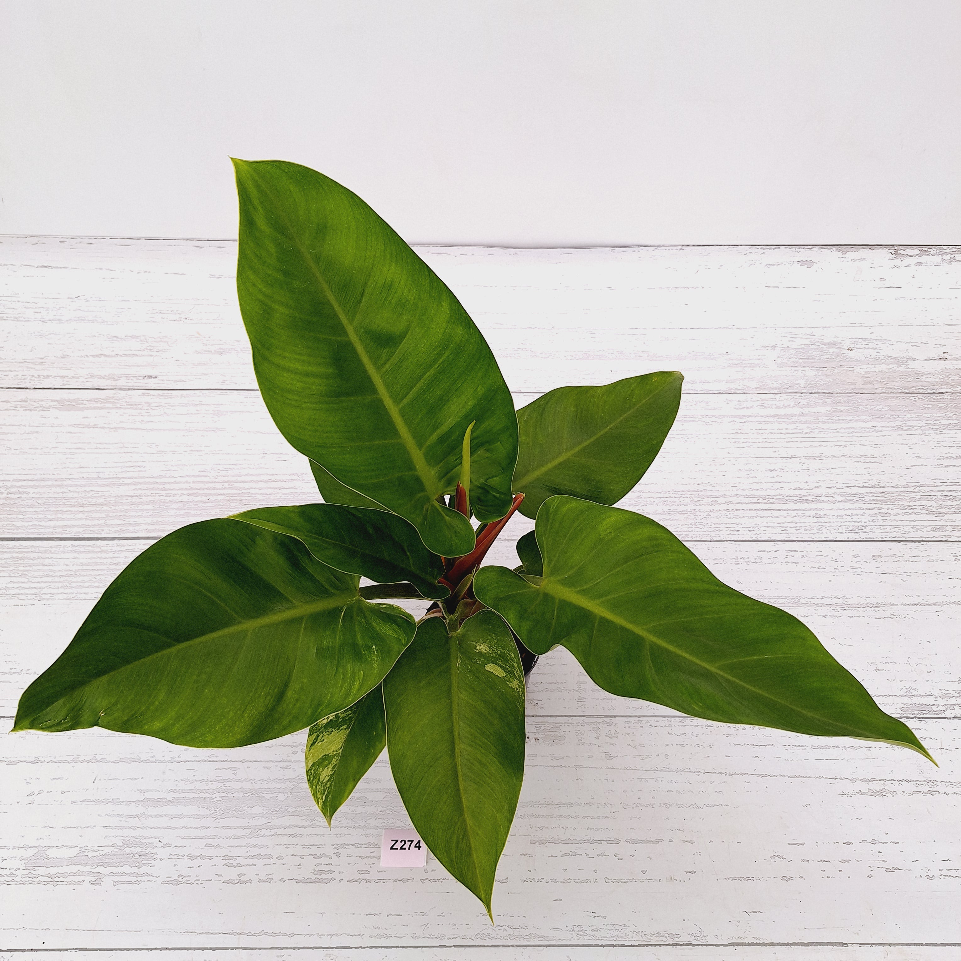 Philodendron imperial green variegata