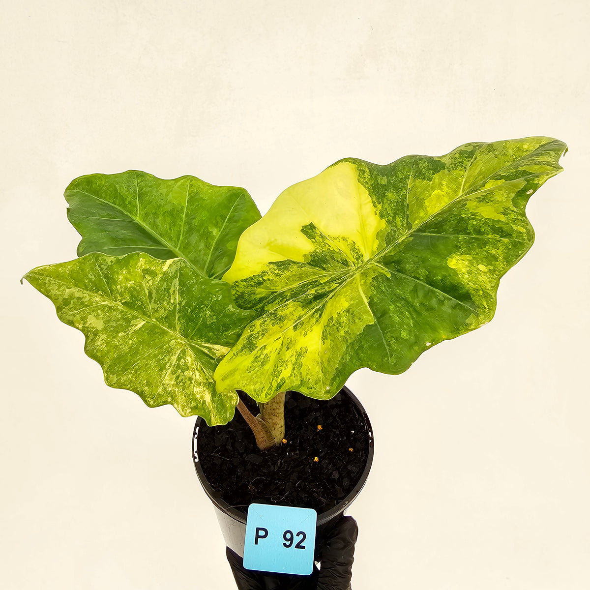 Alocasia Portora Variegata - SALE