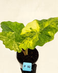 Alocasia Portora Variegata - SALE