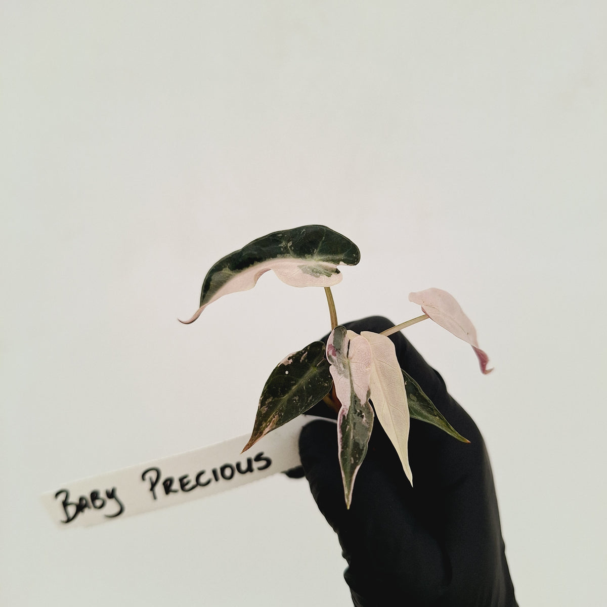 Alocasia Amazonica bambino Variegata - Bare Bottom Baby