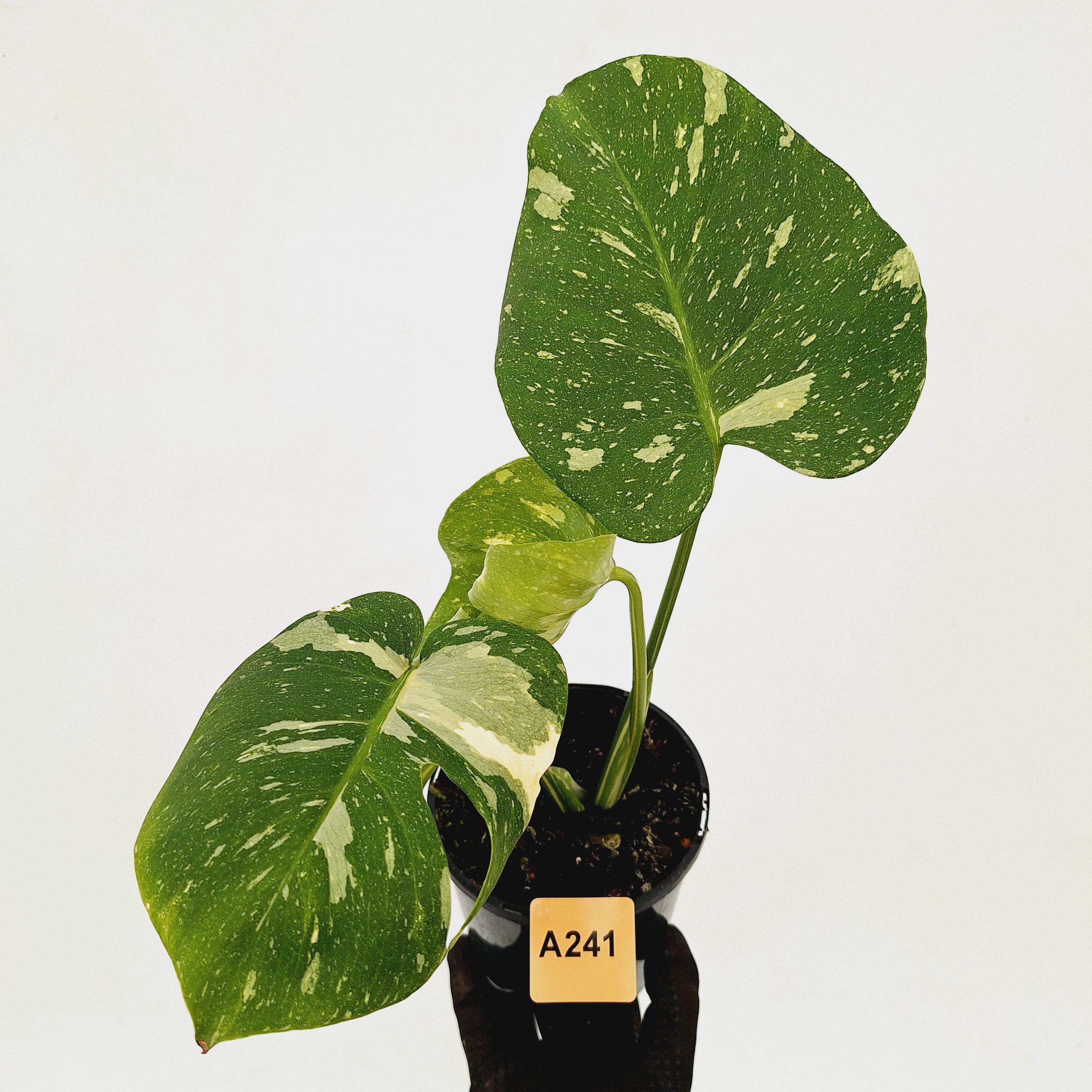 Monstera deliciosa Thai Constellation