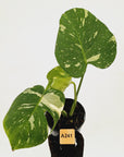 Monstera deliciosa Thai Constellation