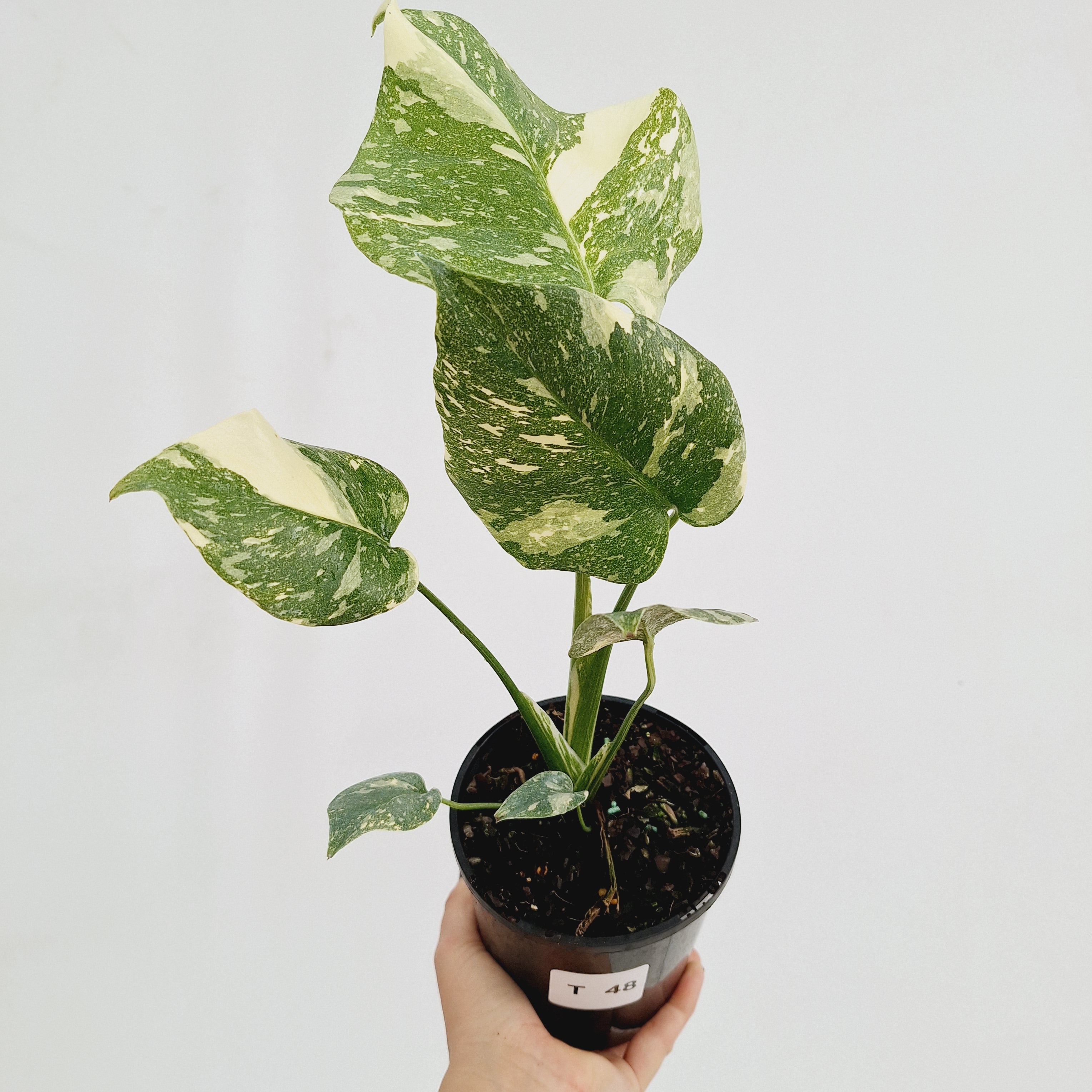 Monstera deliciosa Thai Constellation Sports