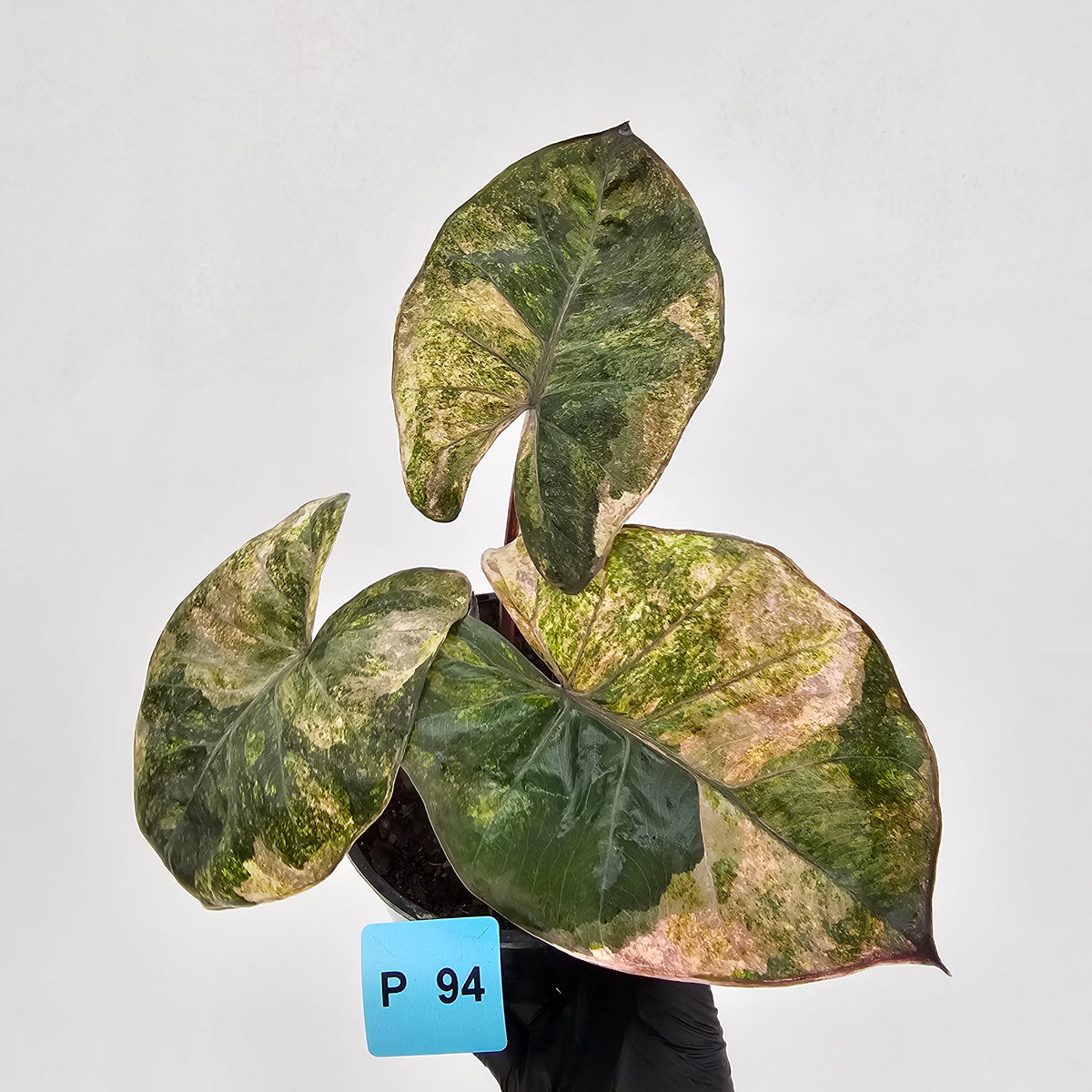 Alocasia macrorrhizos 'plumbea Variegata'