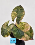 Alocasia macrorrhizos 'plumbea Variegata'