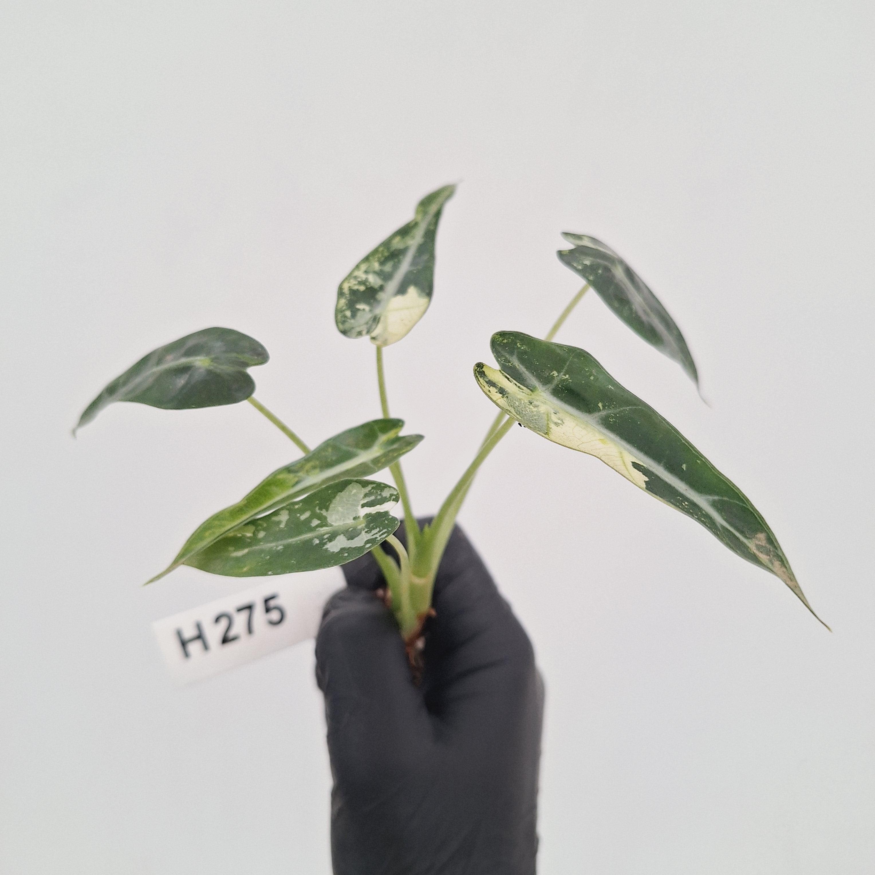 Alocasia Amazonica  bambino Variegata - Bare Bottom Baby - SALE