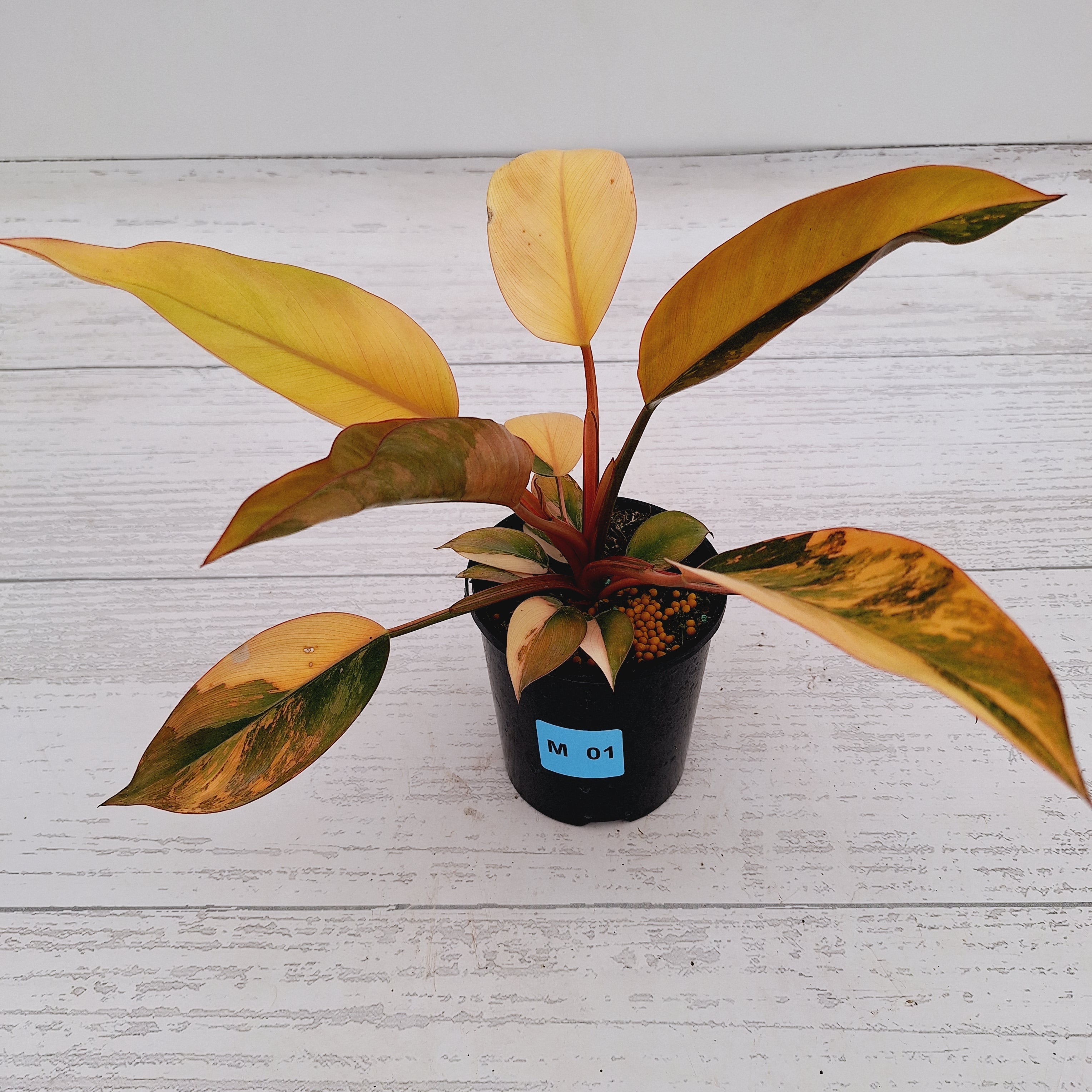 Philodendron &#39;Rojo Congo Variegated&#39;