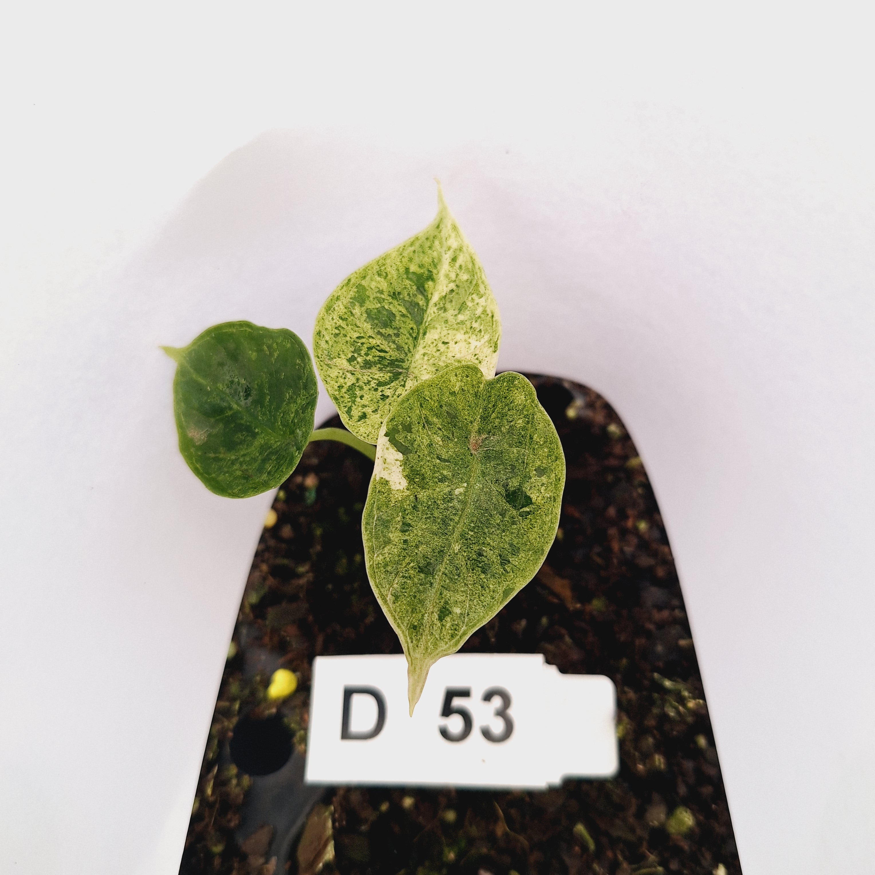 Alocasia baginda ‘Dragon Scale Mint’ - Bare Bottom Baby