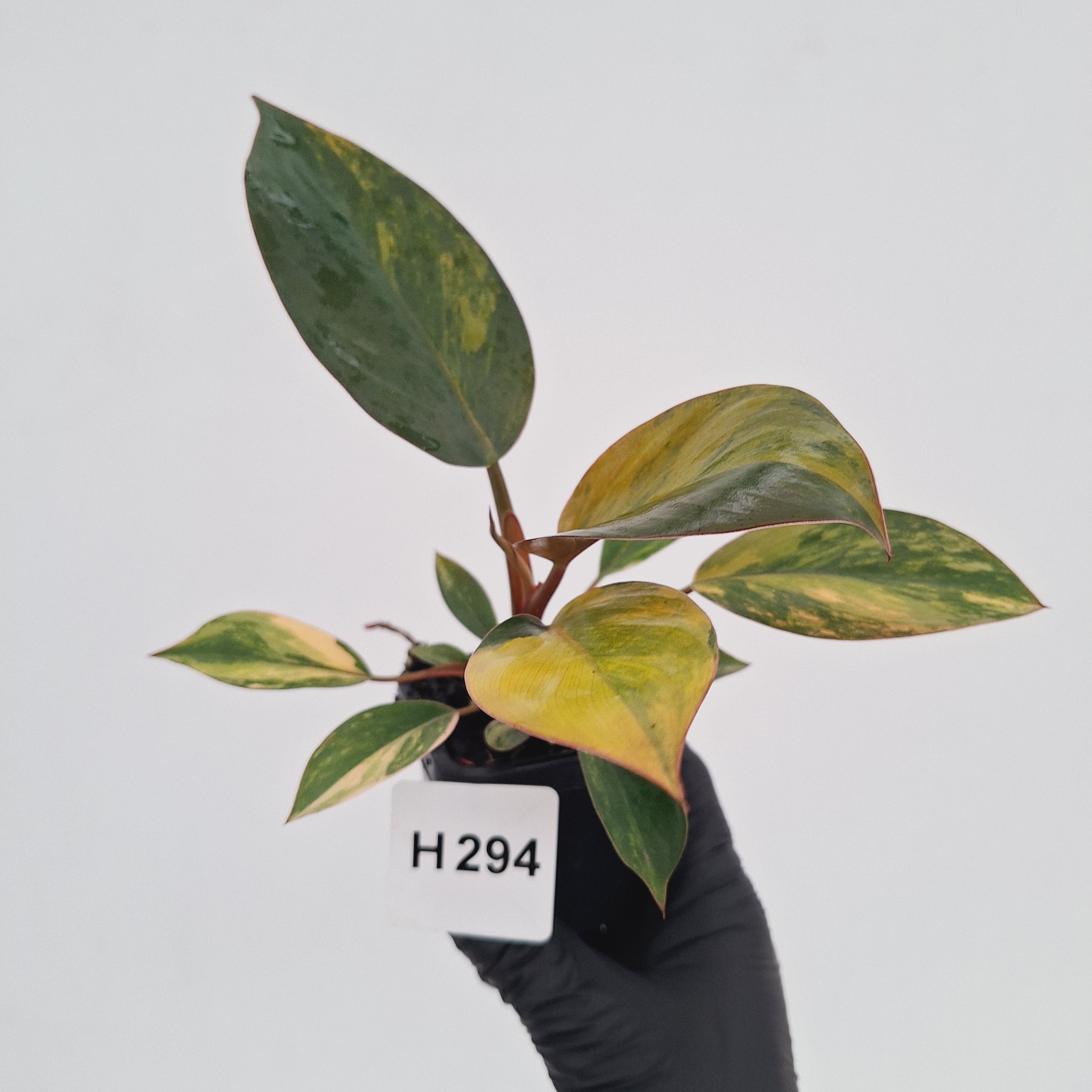 Philodendron 'Rojo Congo Variegated' - SALE