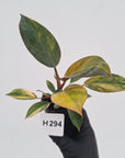Philodendron 'Rojo Congo Variegated' - SALE
