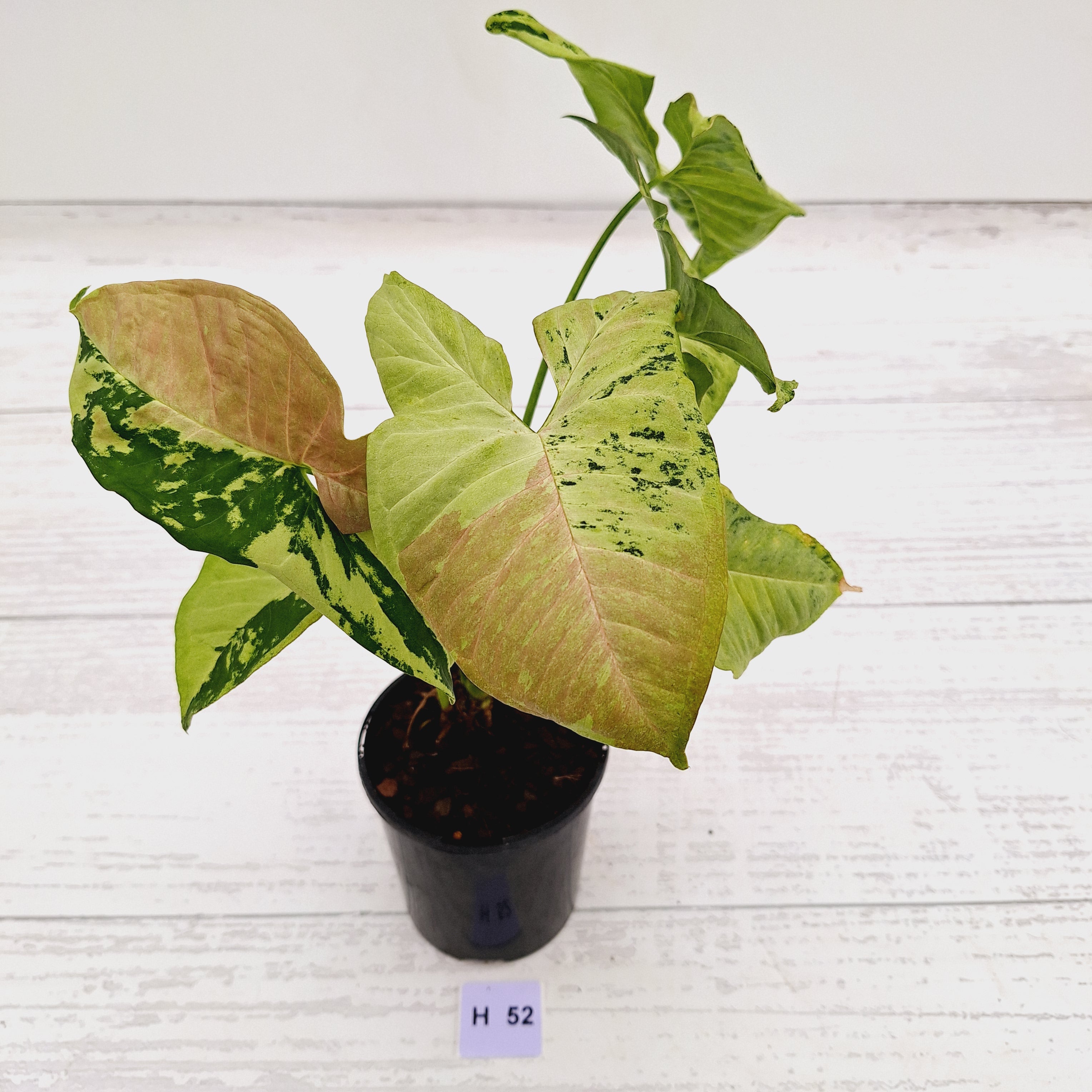 Syngonium podophyllum Confetti Tricolour