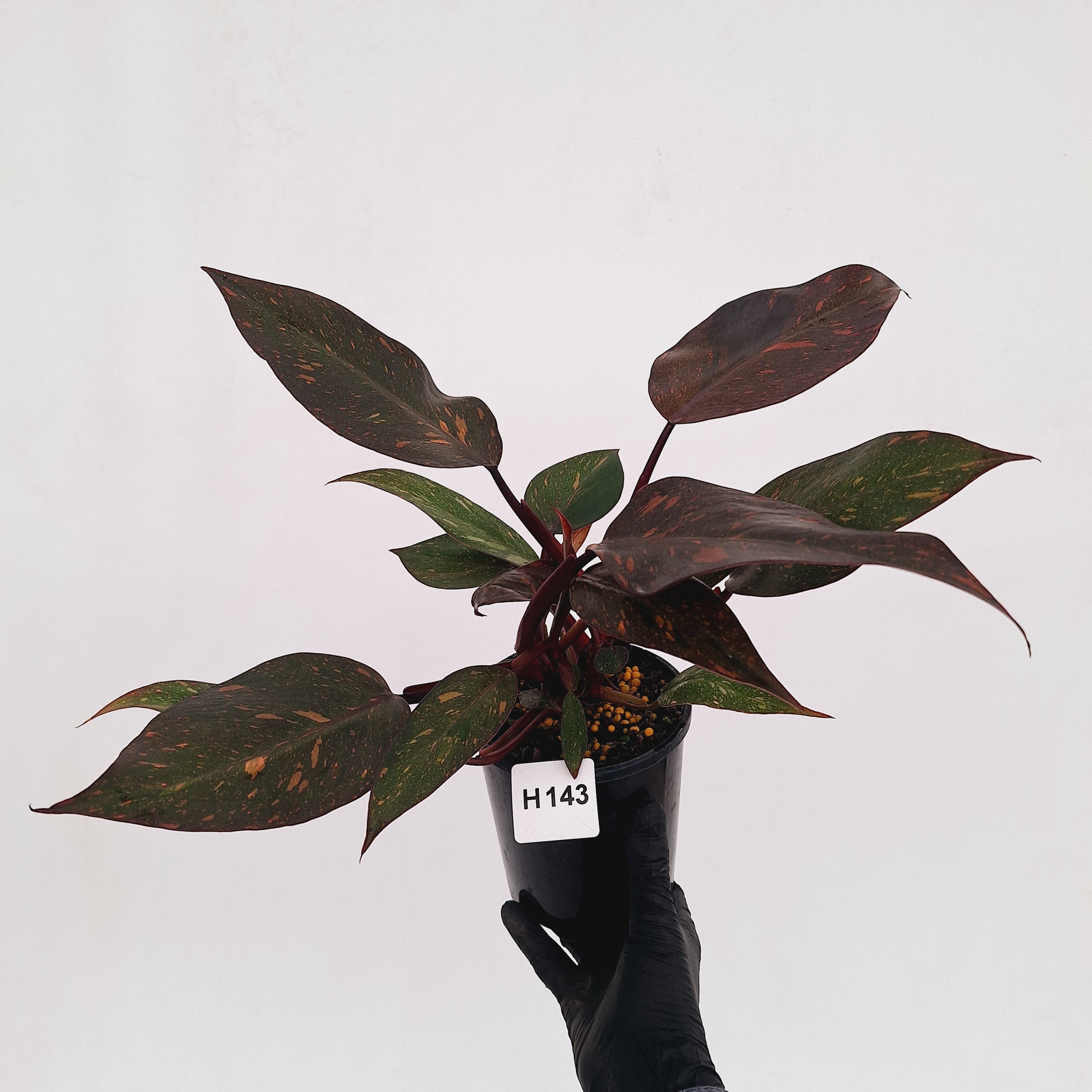 Philodendron 'Orange Princess'