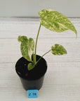 Monstera deliciosa Thai Constellation