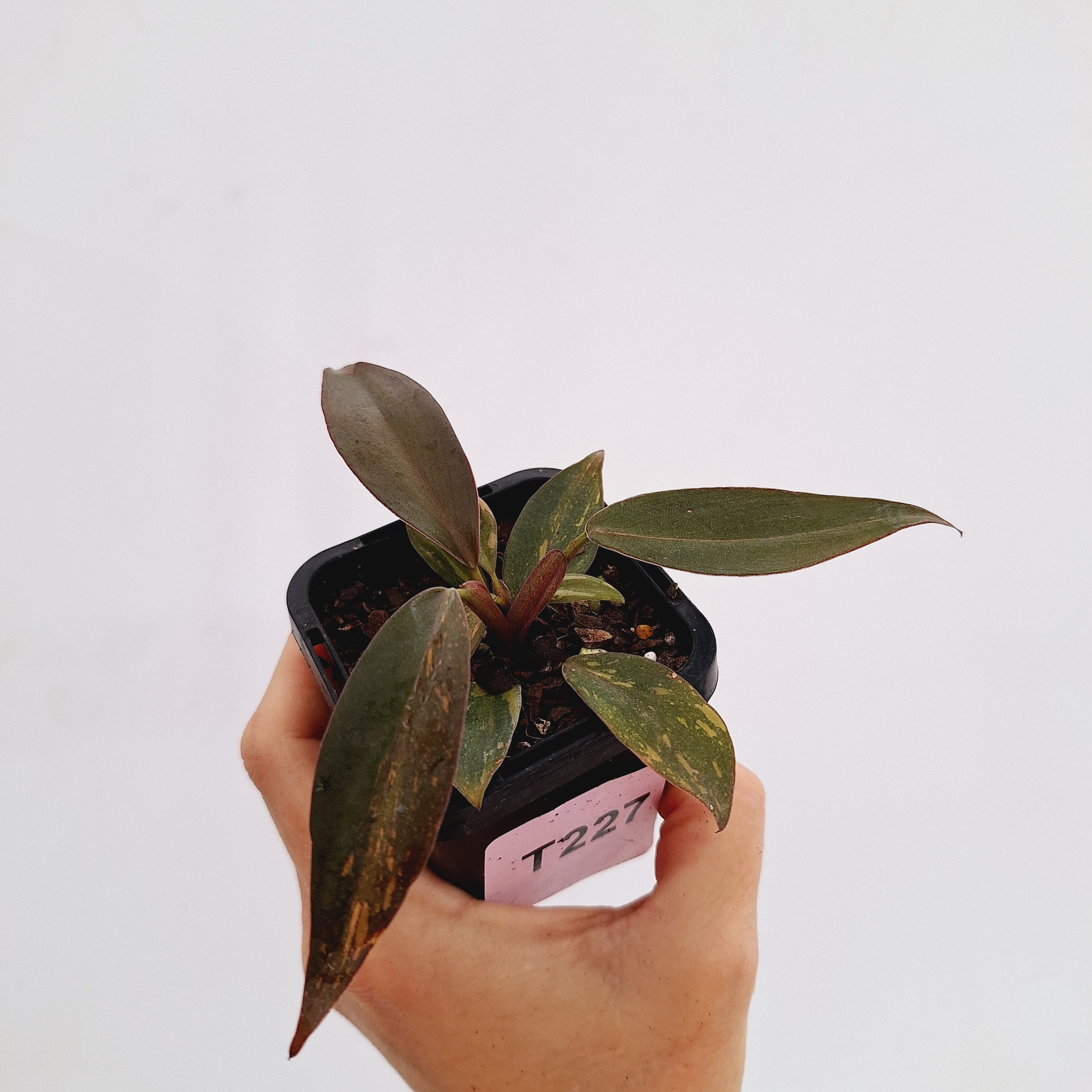 Philodendron &#39;Orange Princess&#39;