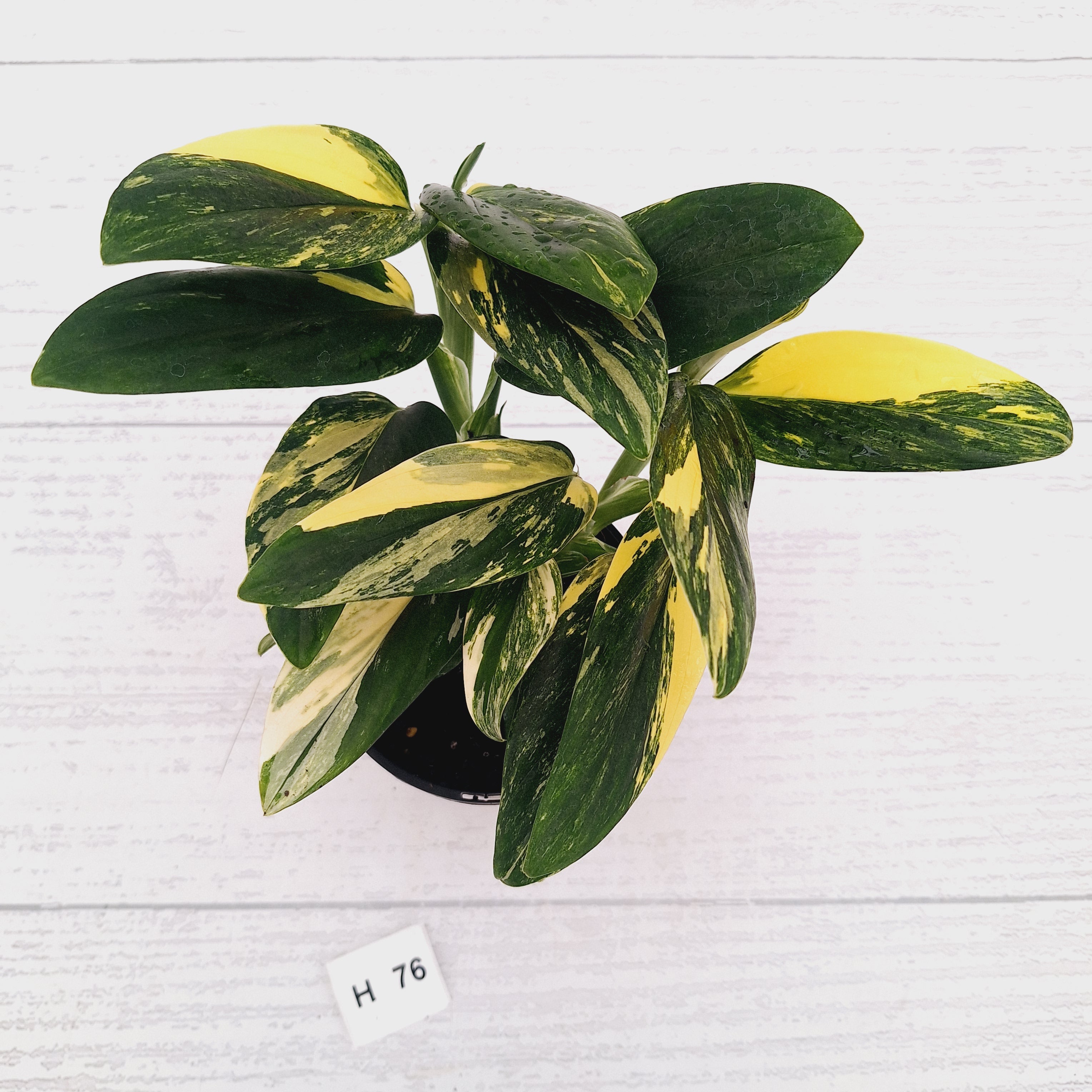 Monstera standleyana 'Cobra' - SALE