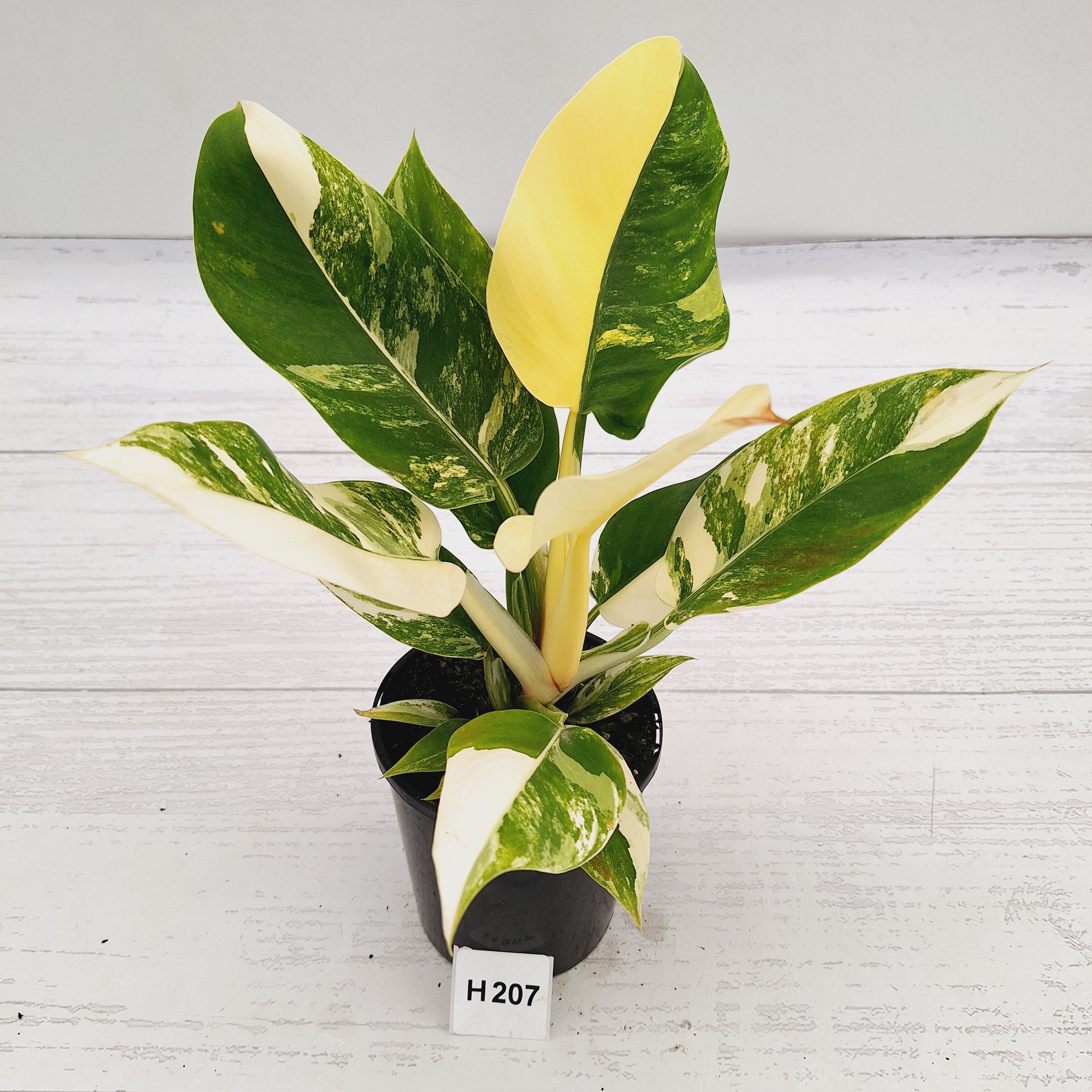 Philodendron imperial green variegata - SALE