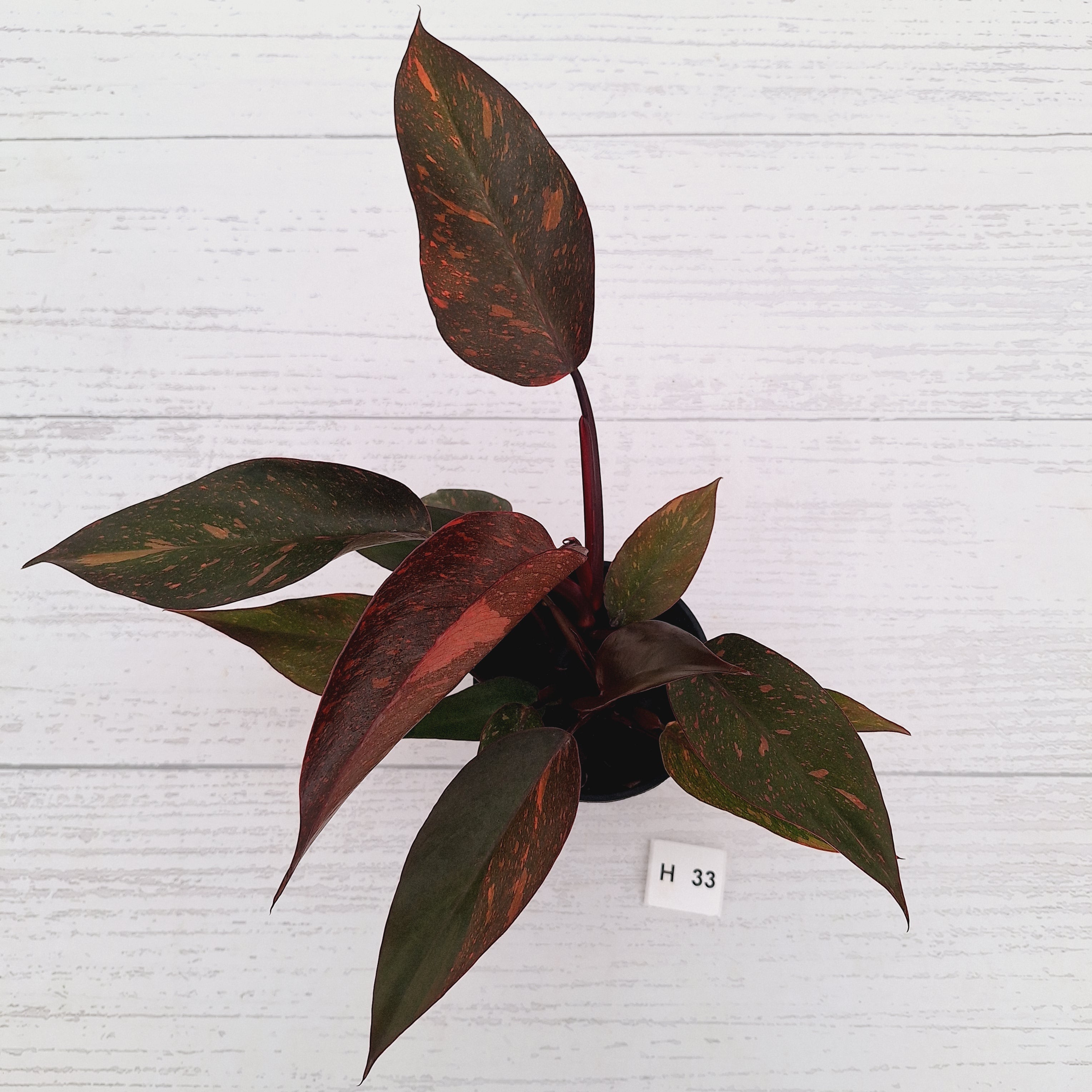 Philodendron 'Orange Princess' - FLASH SALE
