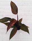 Philodendron 'Orange Princess' - FLASH SALE