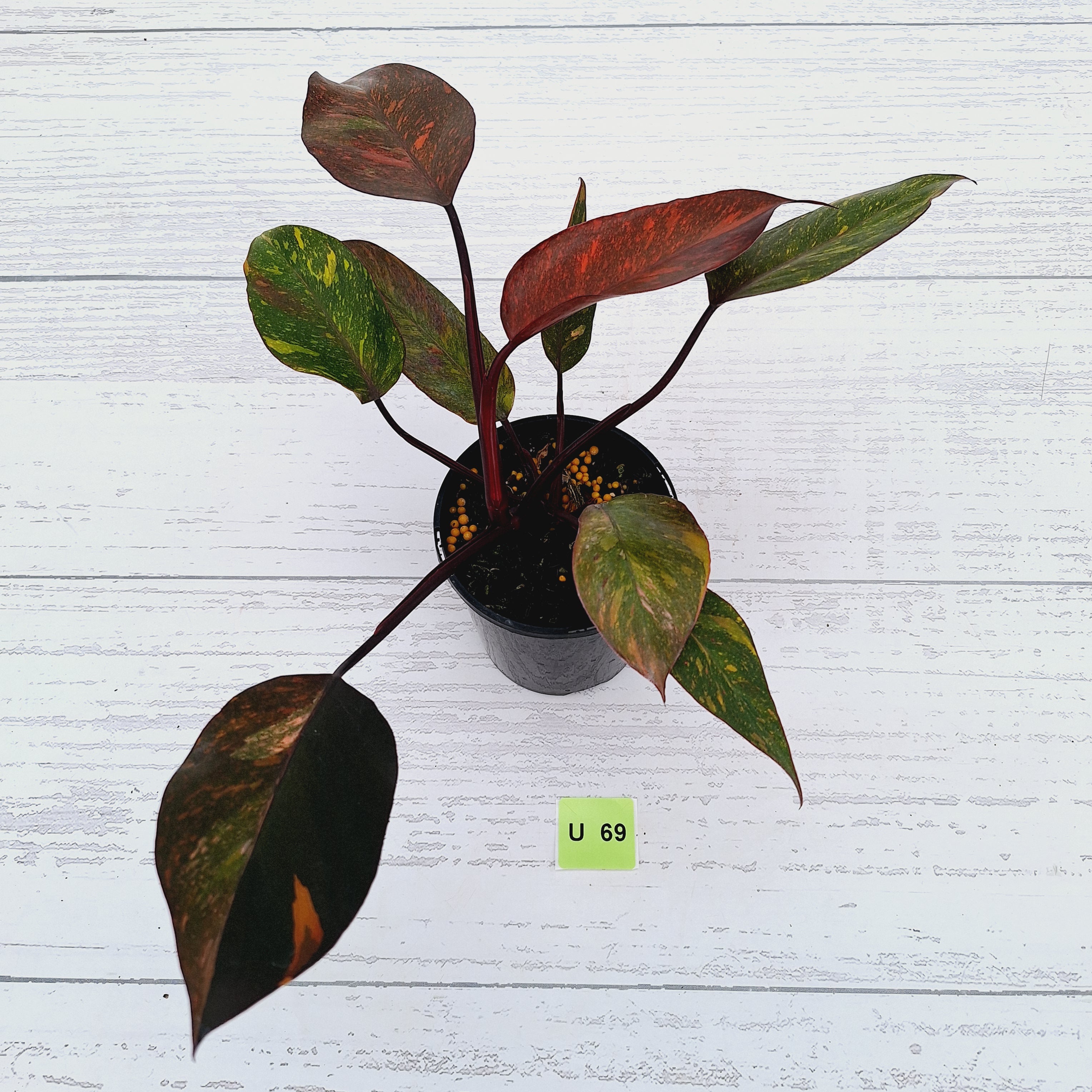 Philodendron &#39;Orange Princess&#39;
