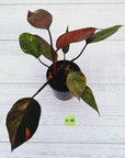 Philodendron 'Orange Princess'