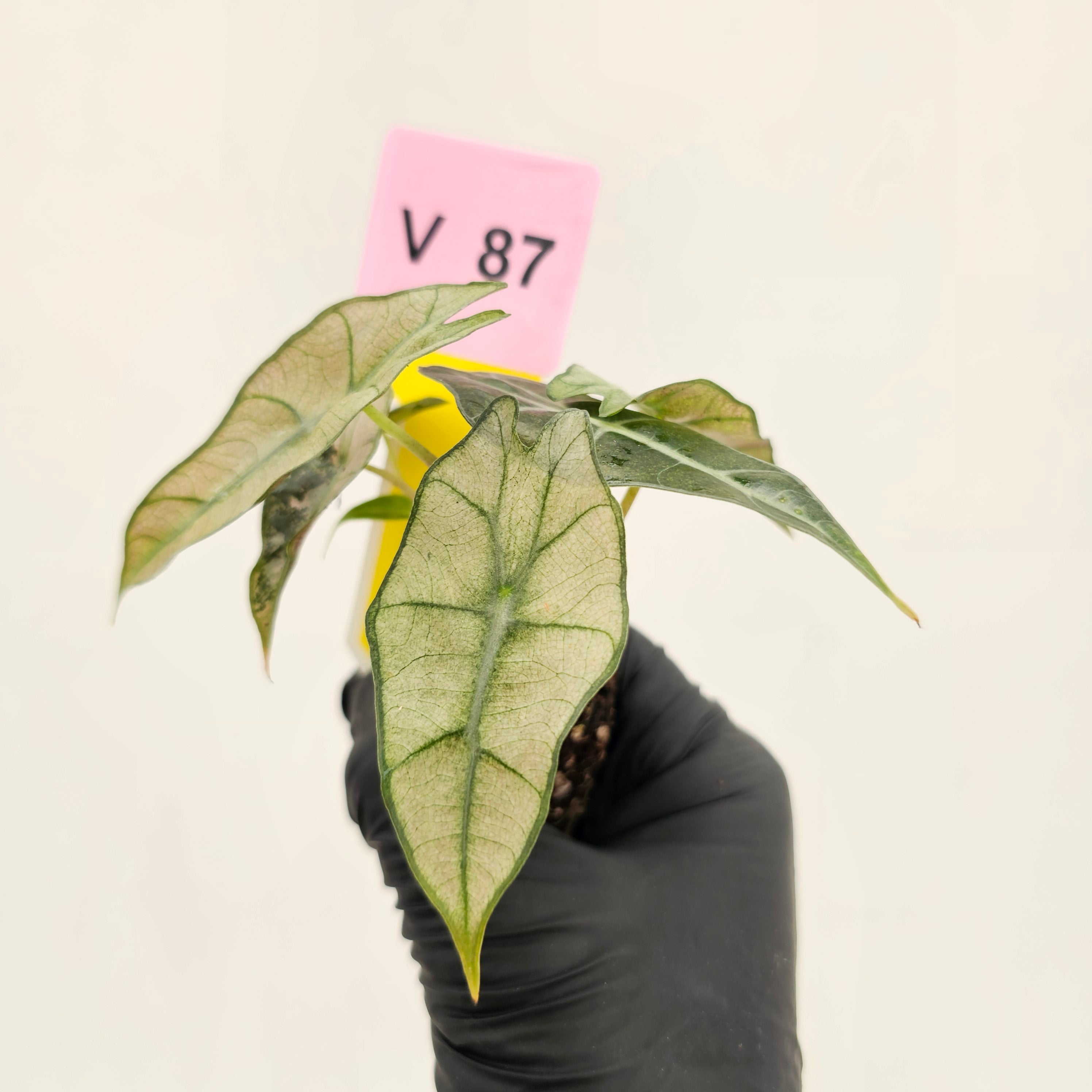 Alocasia Polly Variegata
