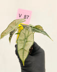 Alocasia Polly Variegata