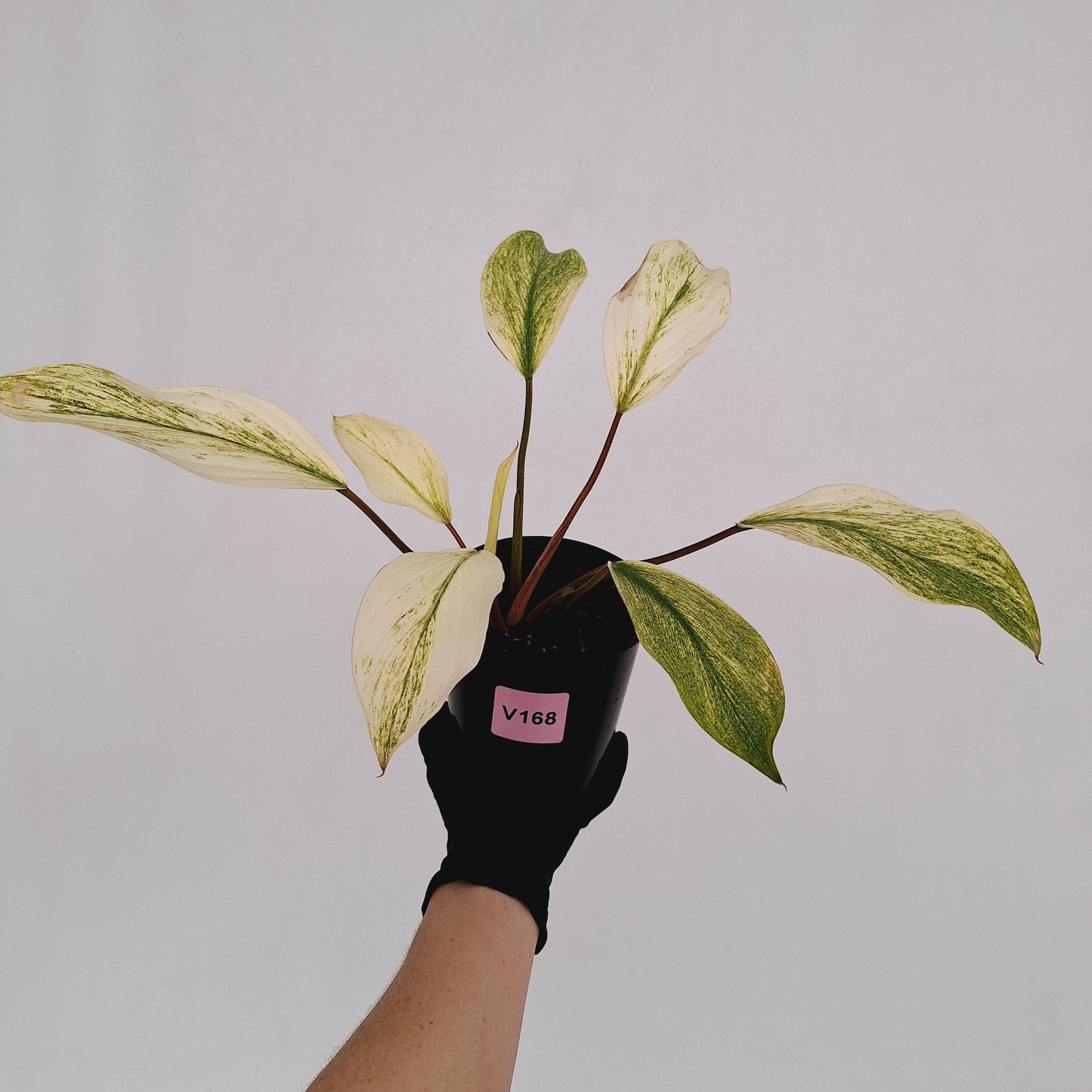 Homalomena Tropical Green Variegata -sale