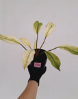 Homalomena Tropical Green Variegata -sale