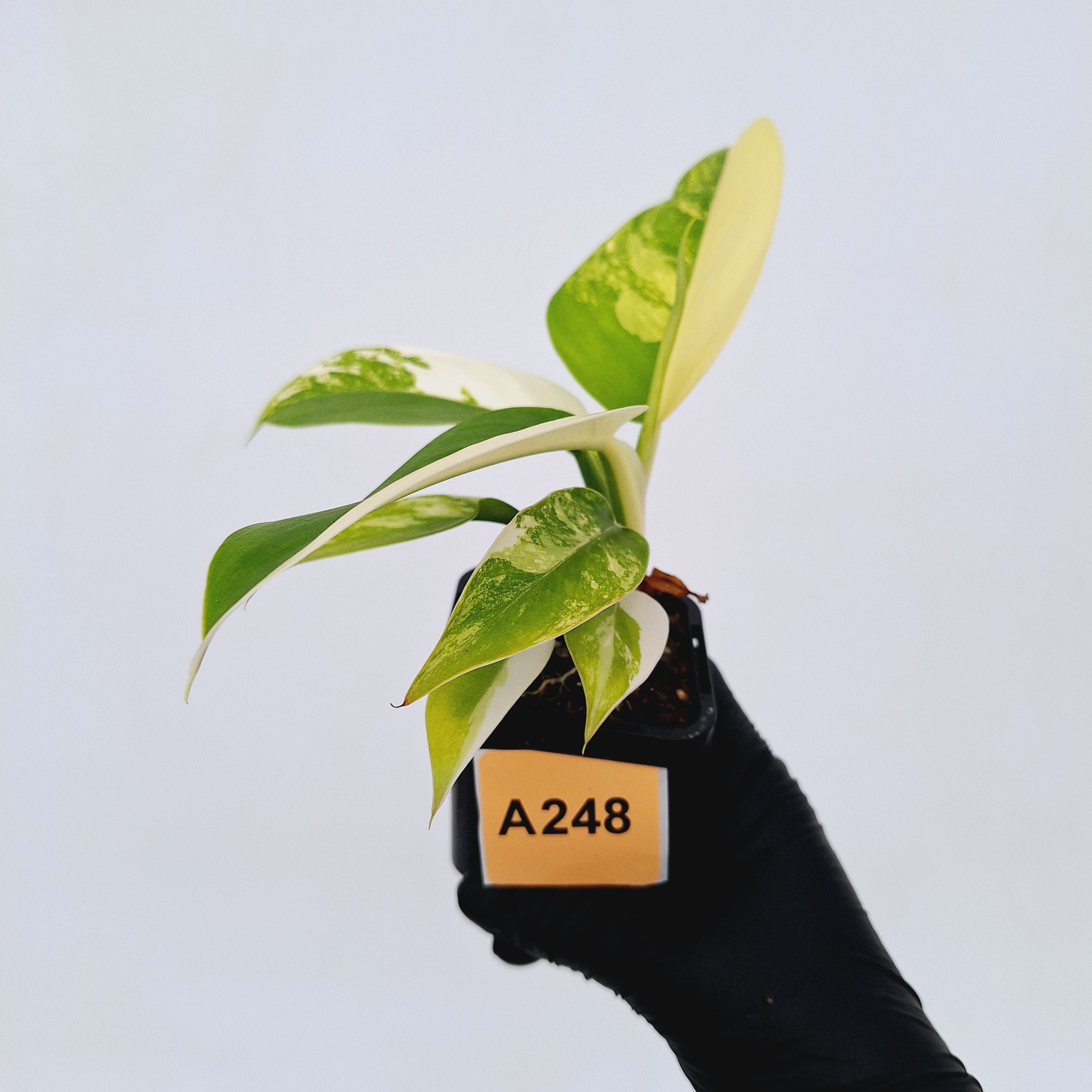 Philodendron imperial green variegata