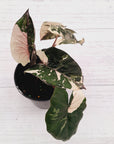 Alocasia macrorrhizos 'plumbea Variegata'