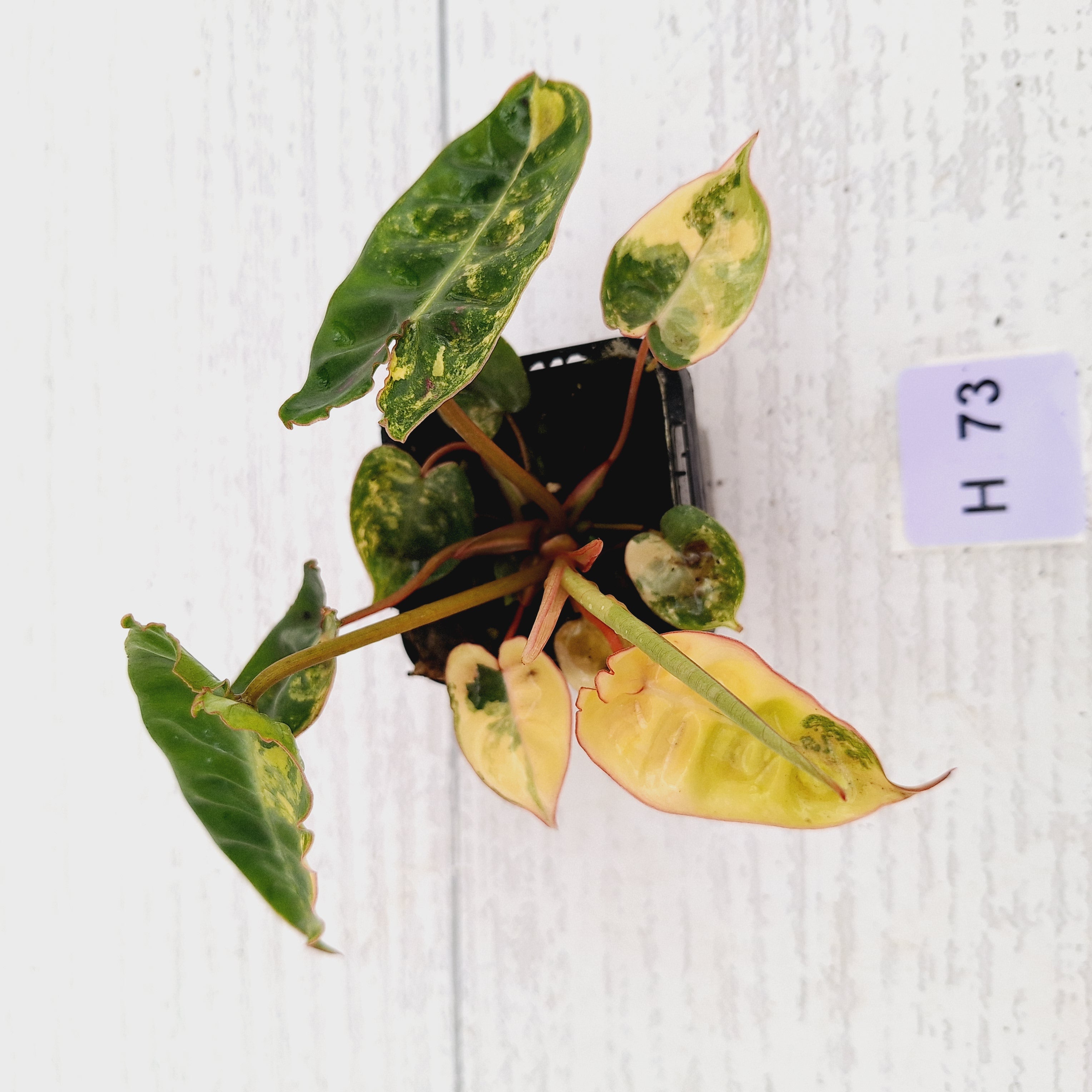 Philodendron billietiae Variegata