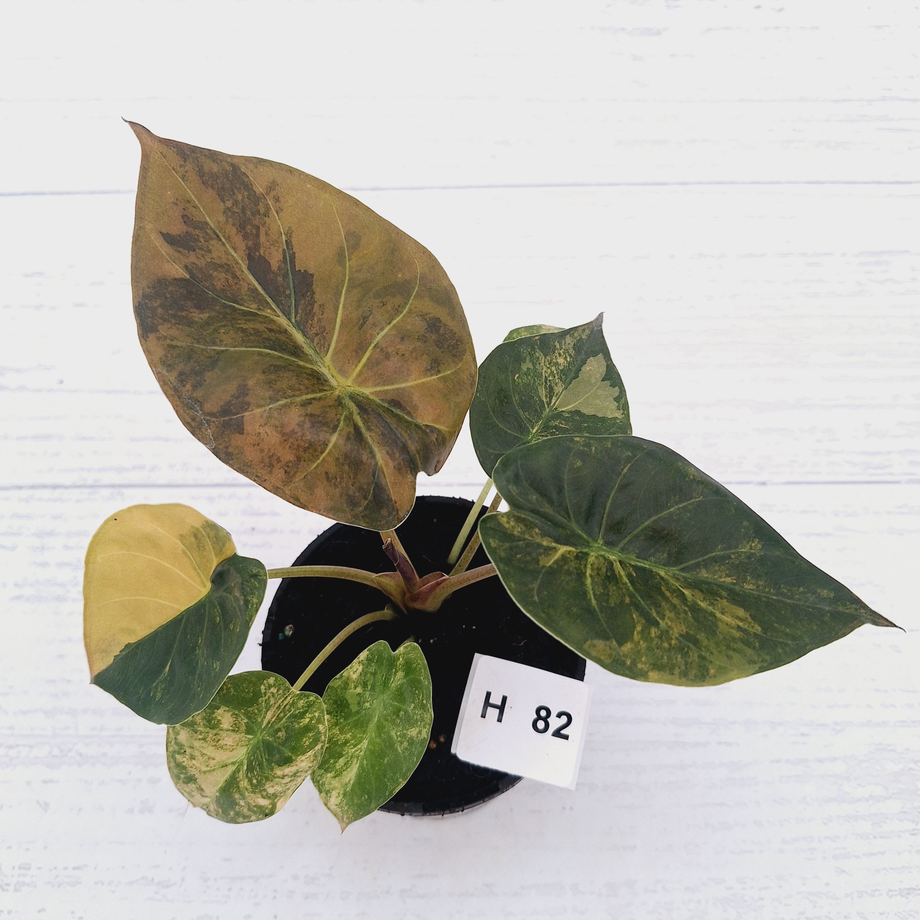 Alocasia ‘wentii’ Variegated