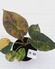 Alocasia ‘wentii’ Variegated