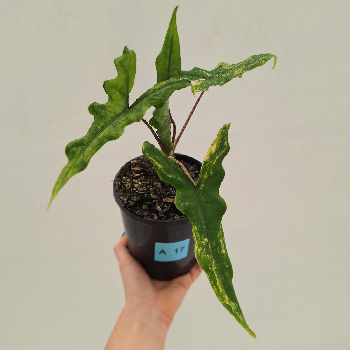 Alocasia sp. ‘Sabrina’ Aurea