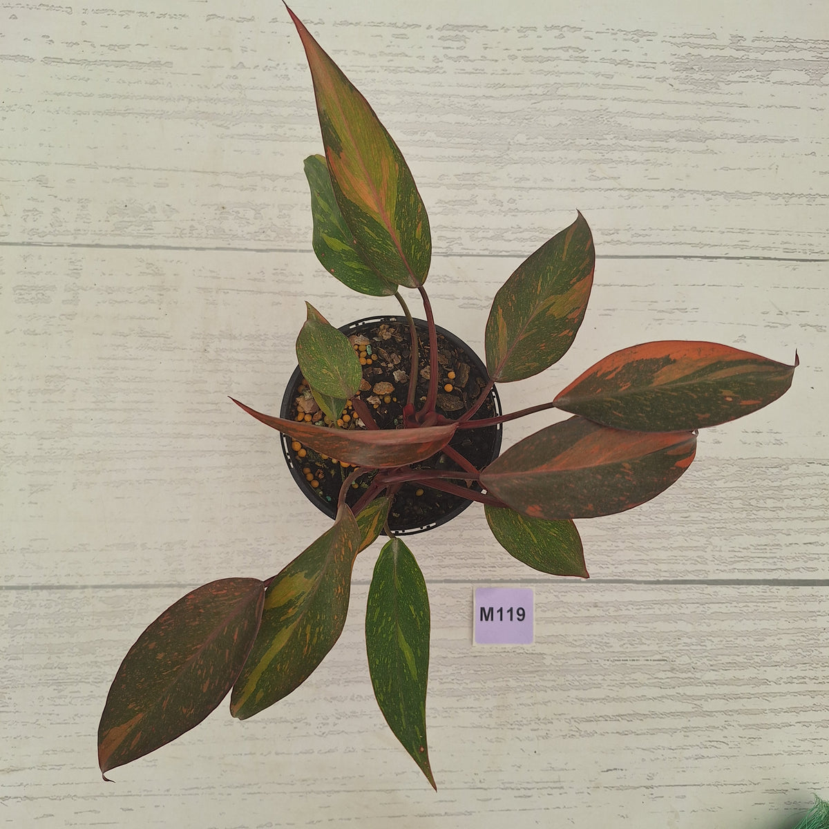 Philodendron 'Orange Princess' Sport