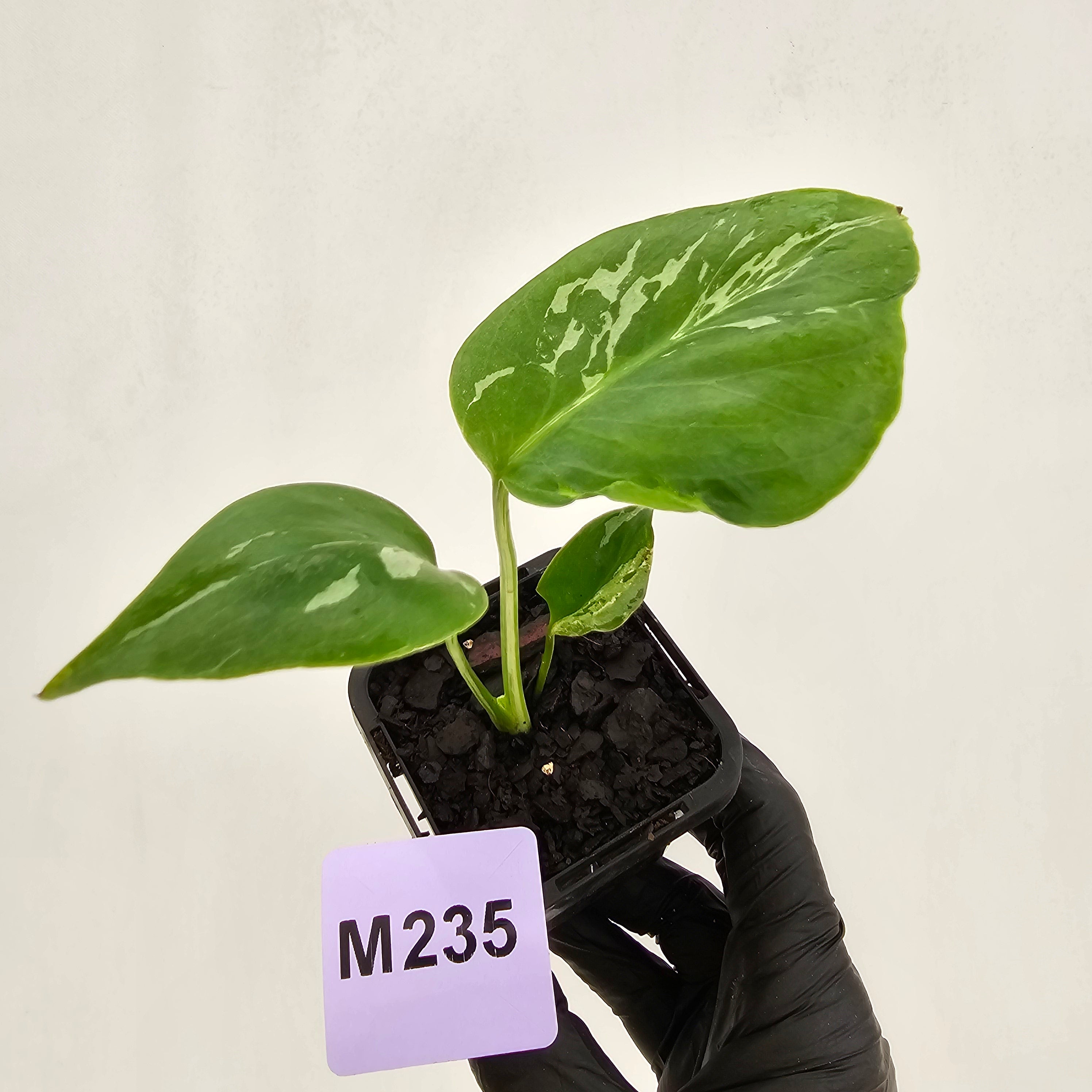 Monstera Deliciosa 'Bulbasaur' - 70mm