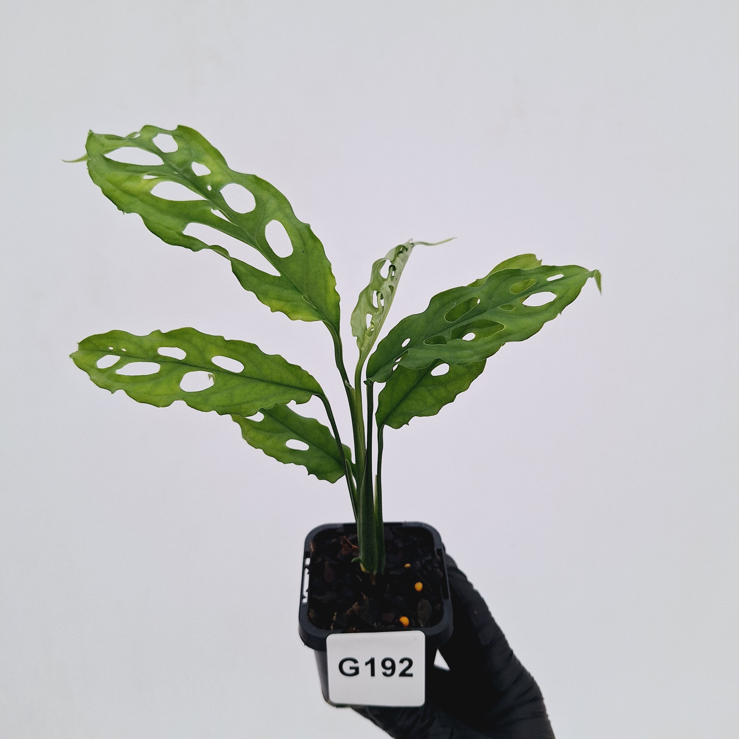 monstera peru fenestration Monstera obliqua 'Peru' – Enliven Plants