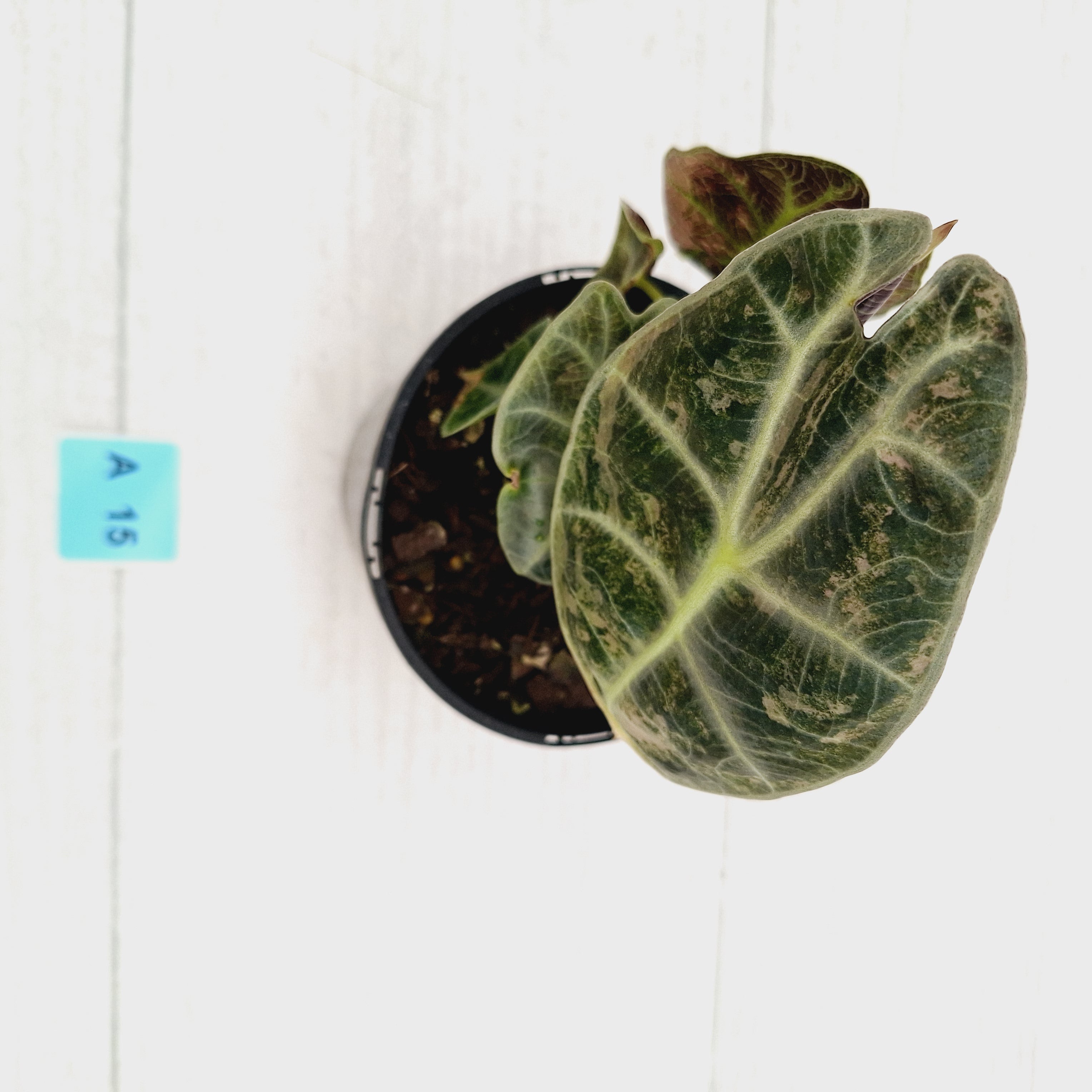 Alocasia Watsoniana white lightening variegata