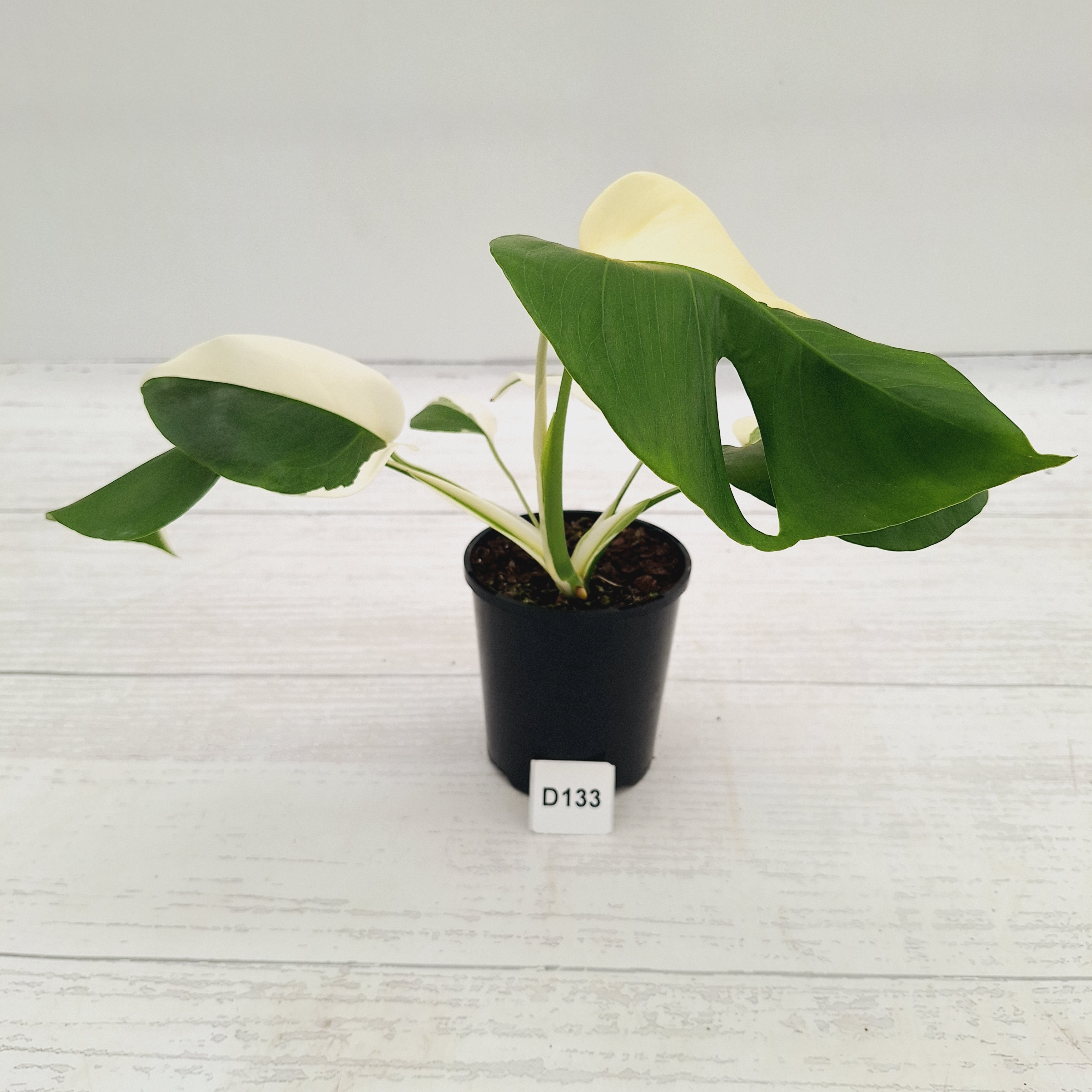 Monstera borsigiana 'Albo'