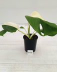 Monstera borsigiana 'Albo'